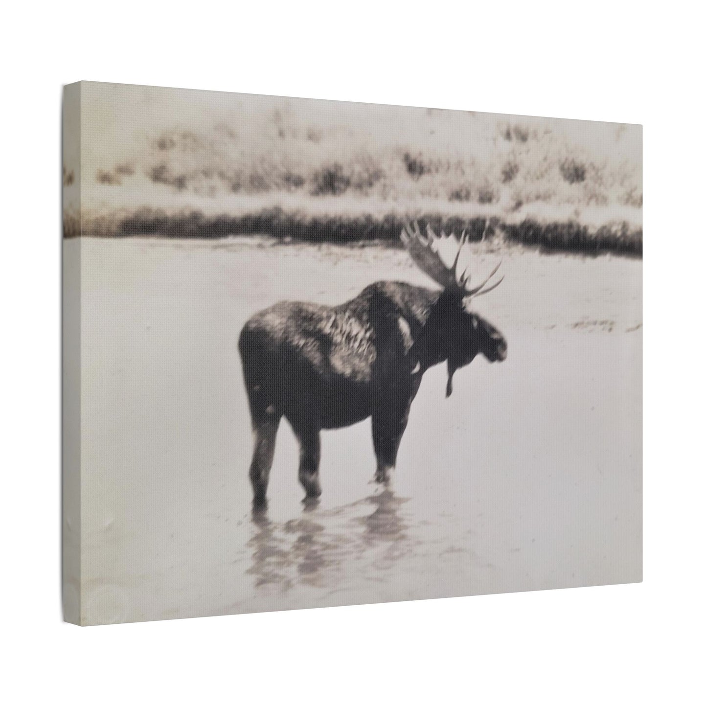 Yellowstone Bull Moose Satin Canvas Stretched