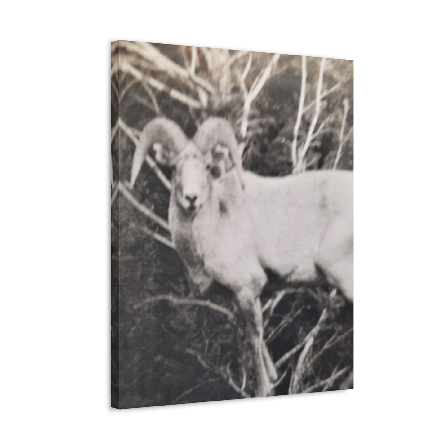 Yellowstone Big Horn Sheep Stretched Canvas