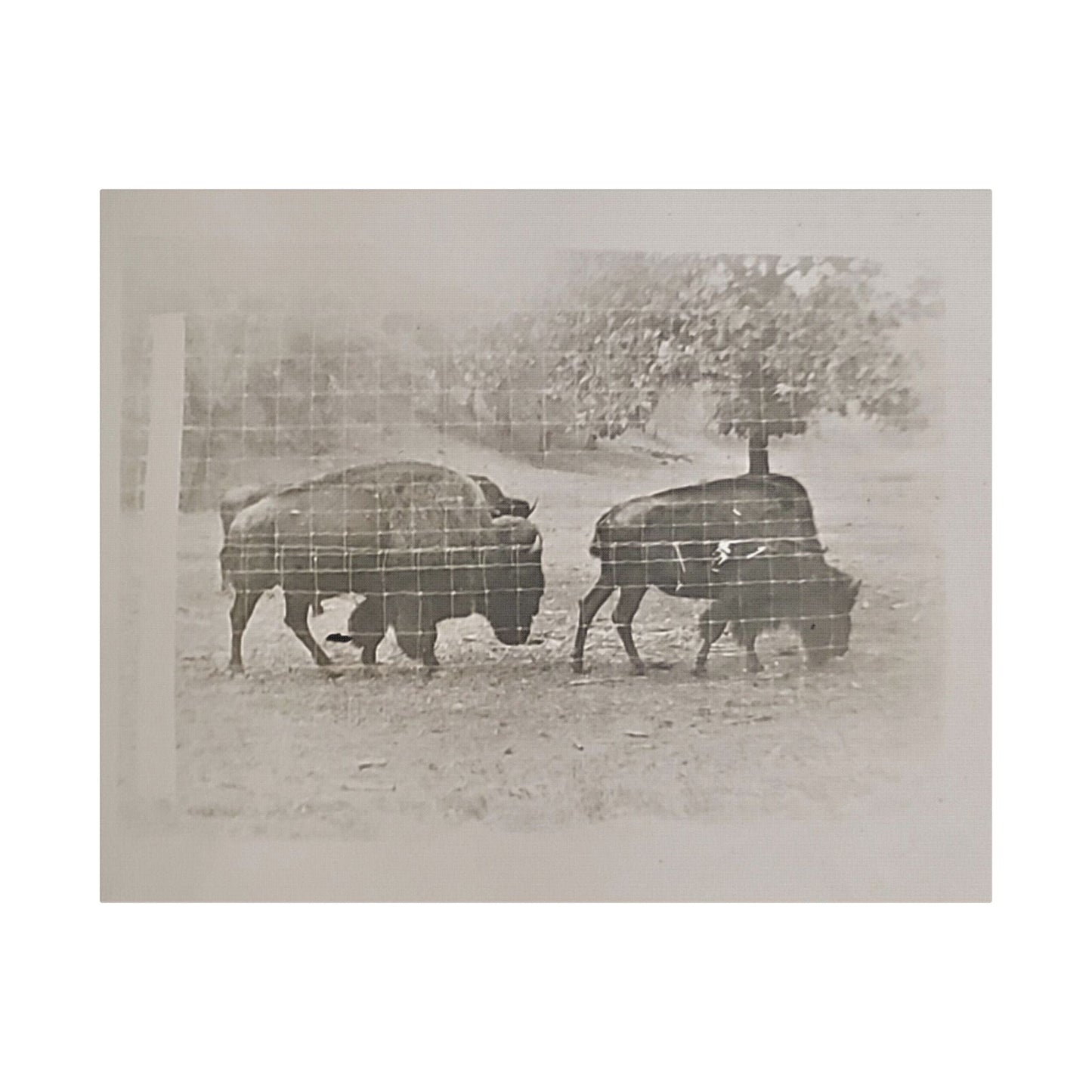 Buffalo at Redwood Falls Satin Canvas Stretched