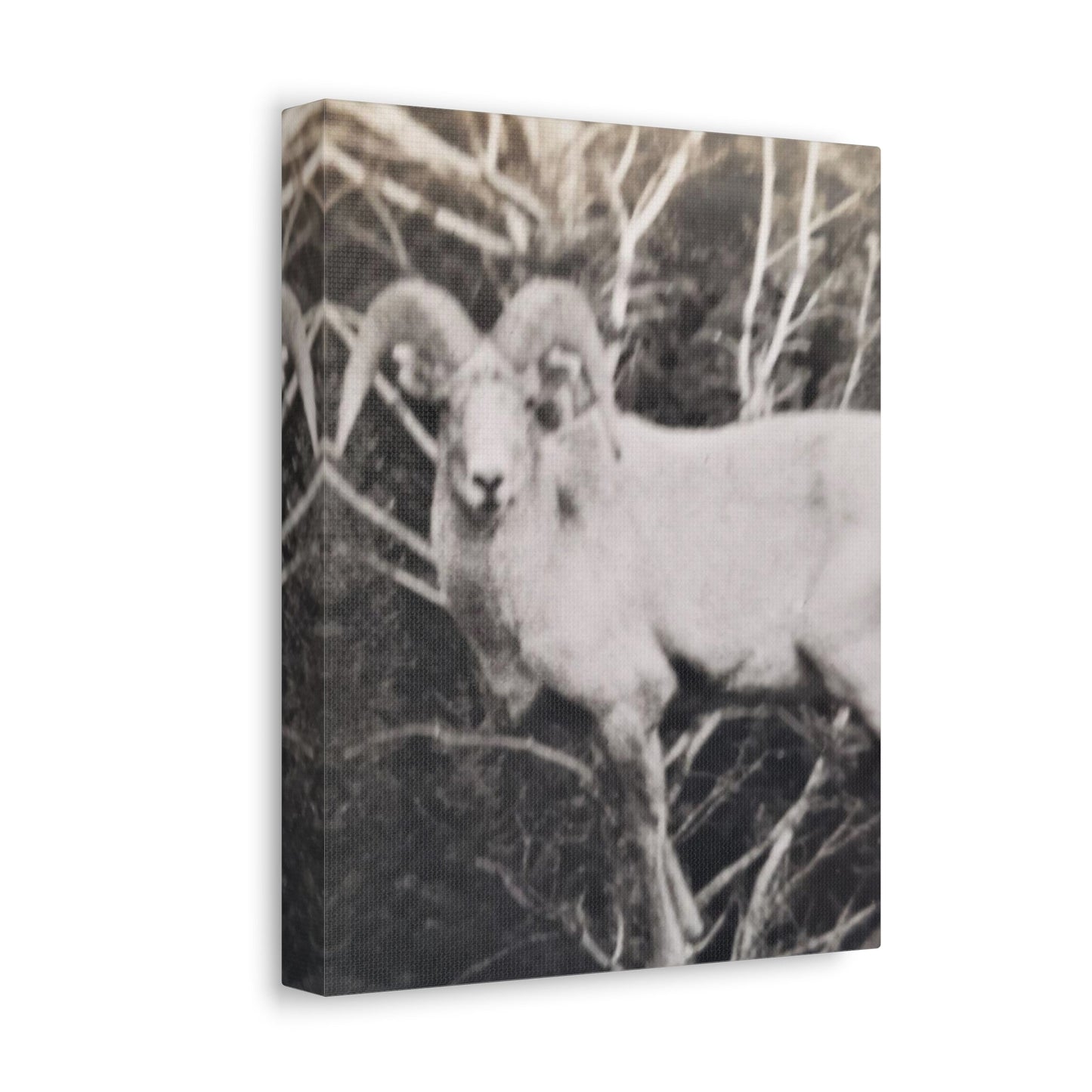 Yellowstone Big Horn Sheep Stretched Canvas