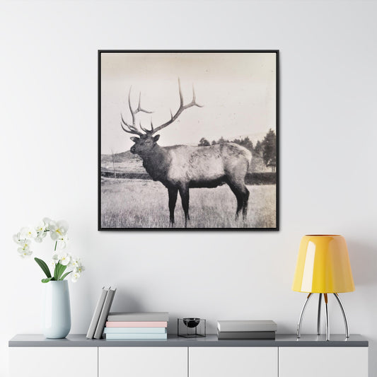 Yellowstone Bull Elk Gallery Canvas Wraps Square Frame 36″ x 36″ Premium Gallery Wraps (1.25″) Black