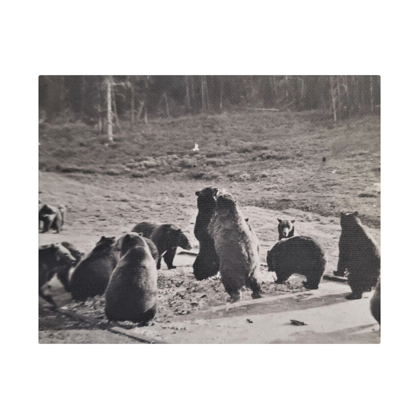 Yellowstone Grizzly Bears Satin Canvas Stretched