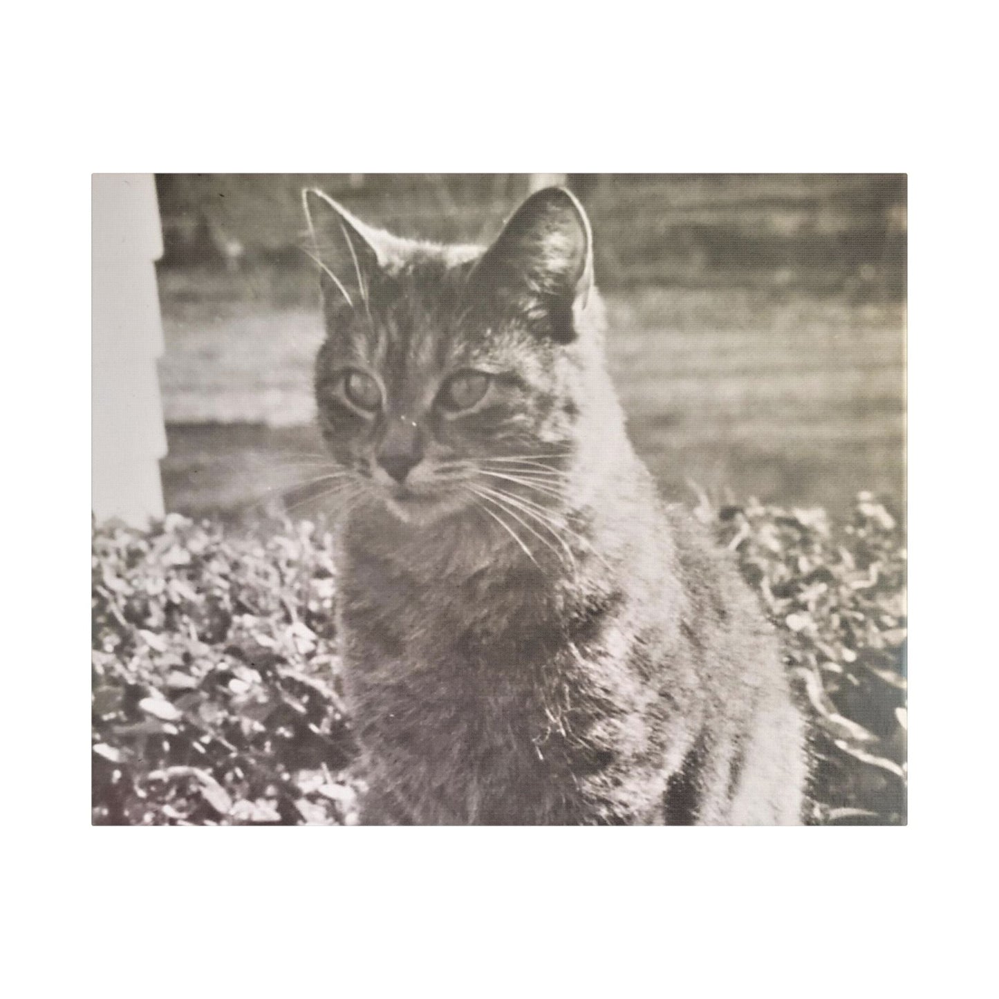 Caledonia Satin Canvas Stretched 30" x 24" (Horizontal) 1.5"