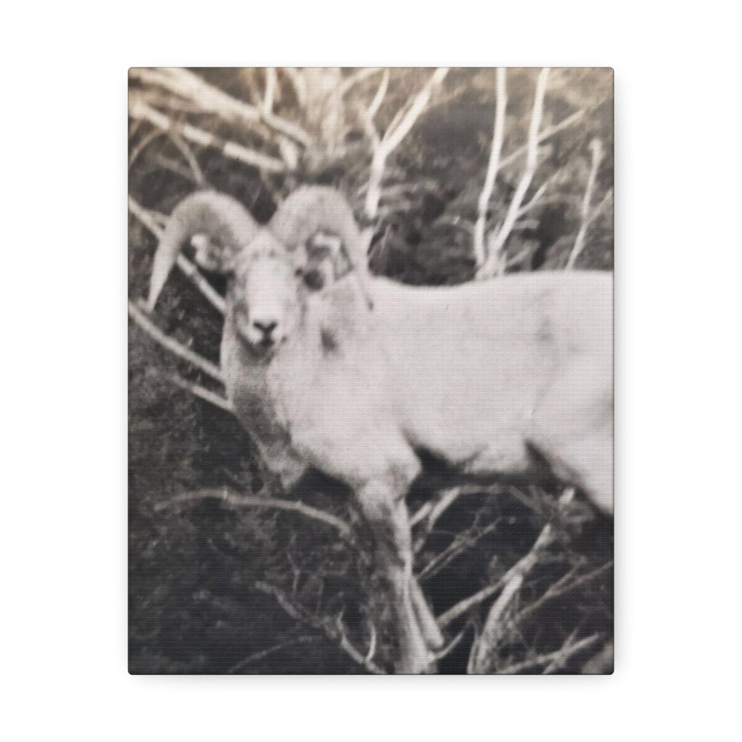 Yellowstone Big Horn Sheep Stretched Canvas