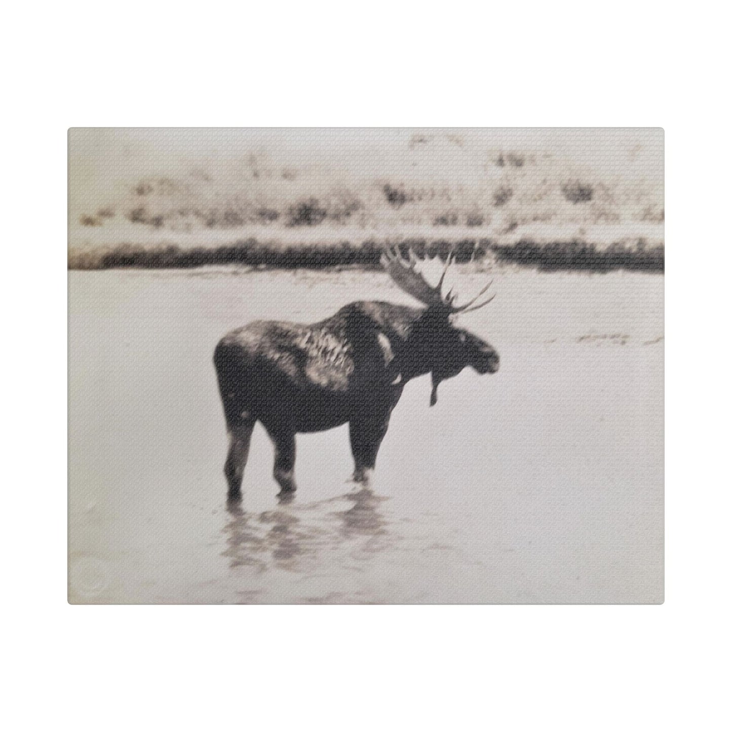 Yellowstone Bull Moose Satin Canvas Stretched