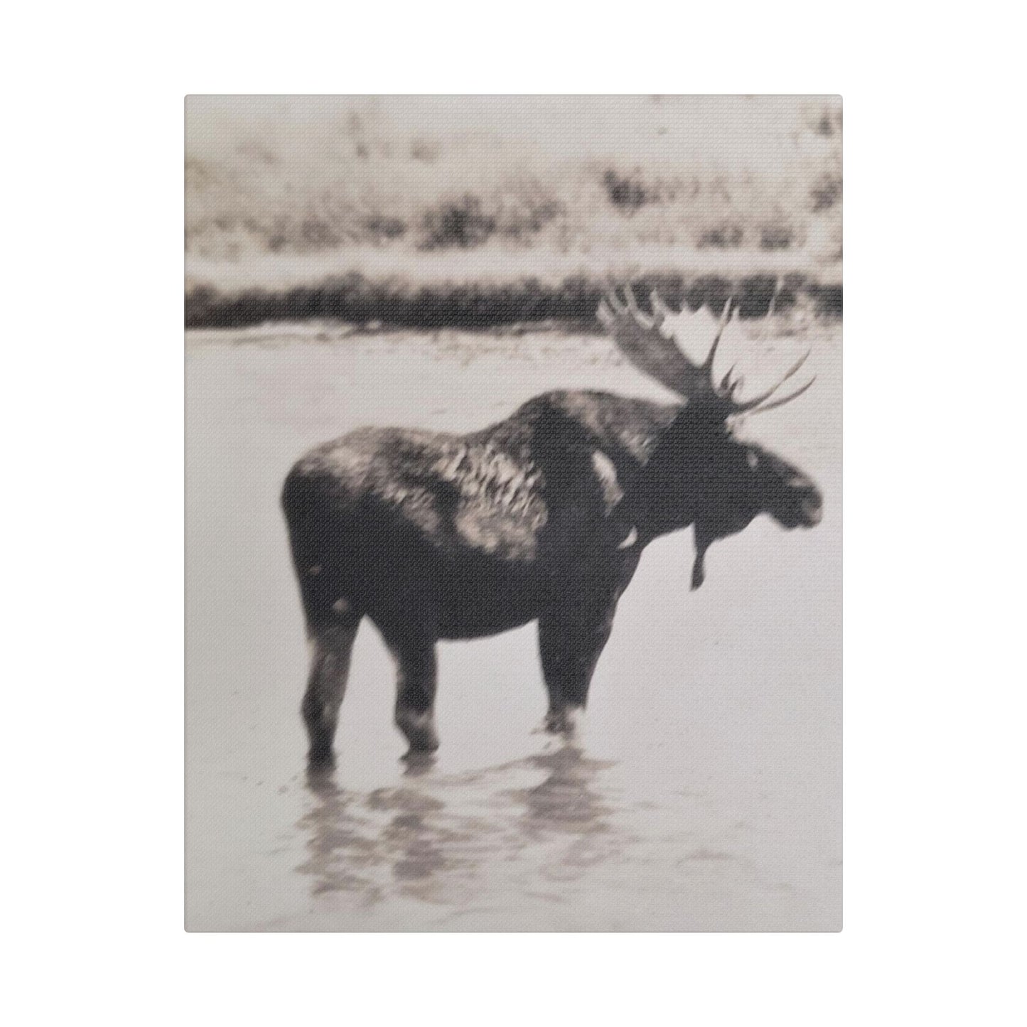 Yellowstone Bull Moose Satin Canvas Stretched