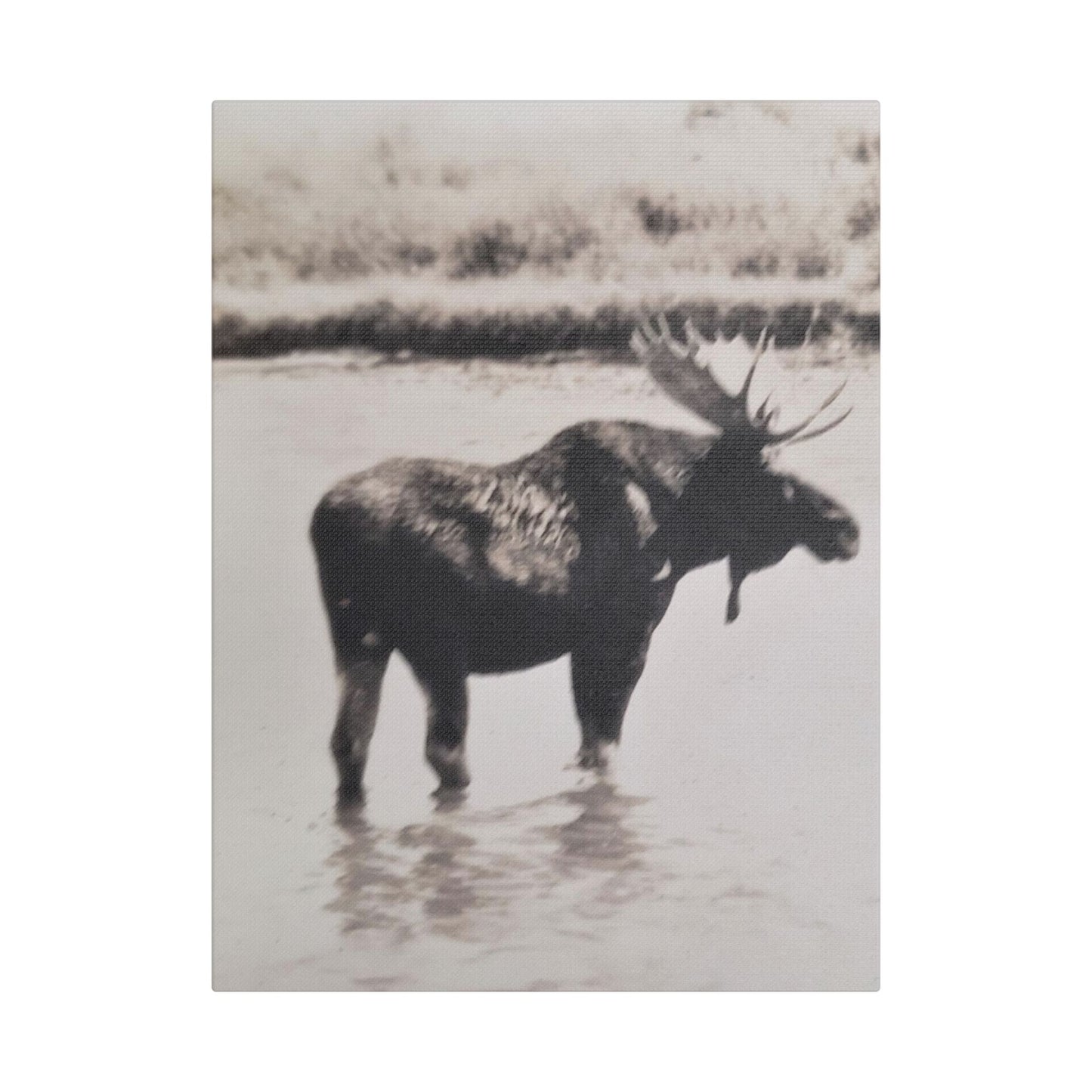 Yellowstone Bull Moose Satin Canvas Stretched