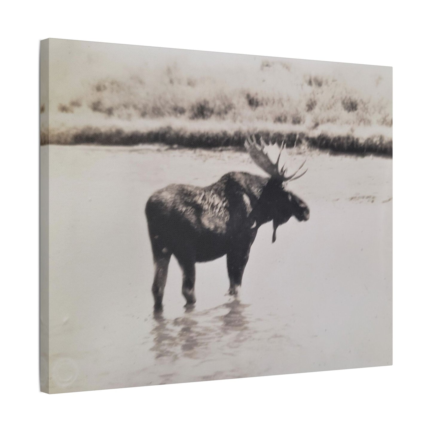 Yellowstone Bull Moose Satin Canvas Stretched