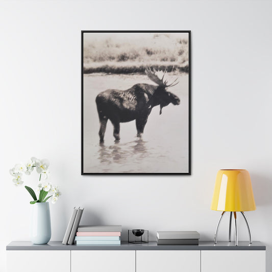 Yellowstone Bull Moose Gallery Canvas Wraps Vertical Frame 30″ x 40″ Premium Gallery Wraps (1.25″) Black