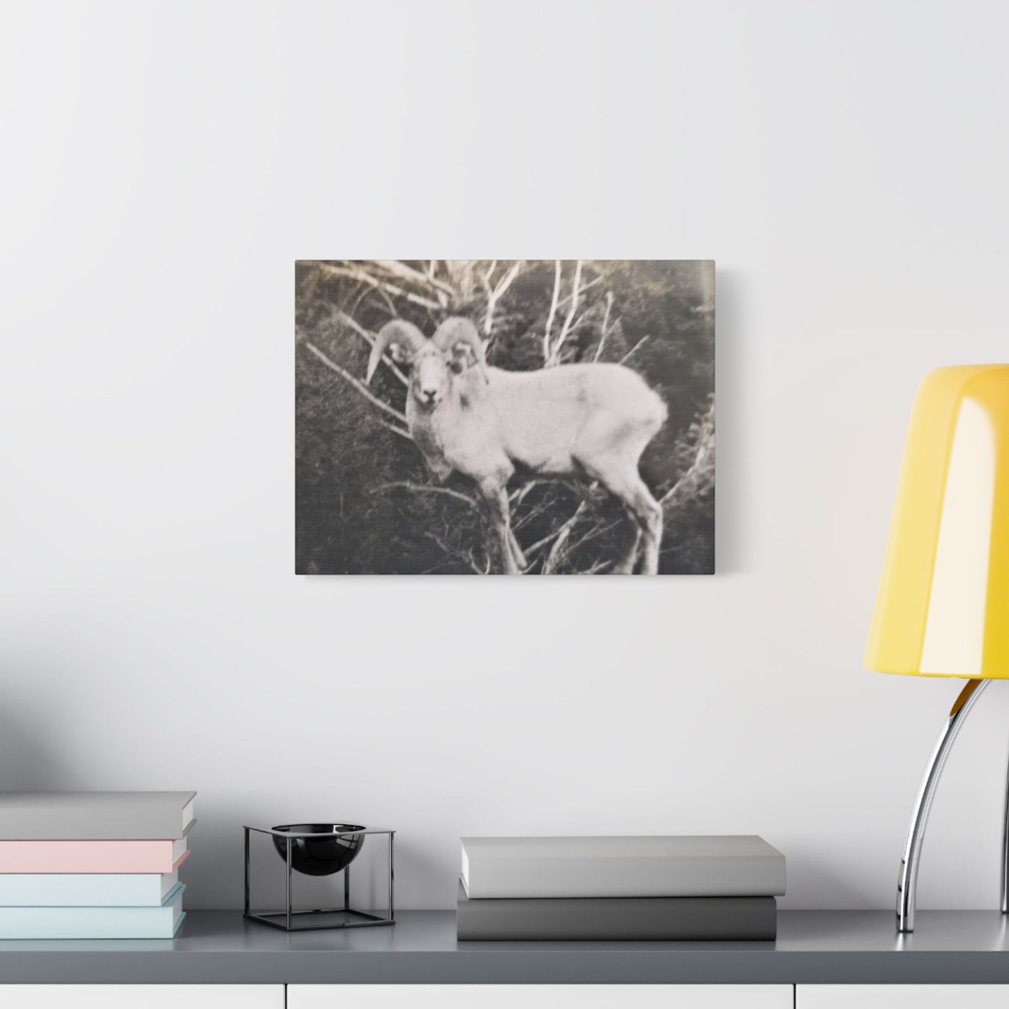 Yellowstone Big Horn Sheep Satin Canvas Stretched 16″ x 12″ (Horizontal) 1.5"