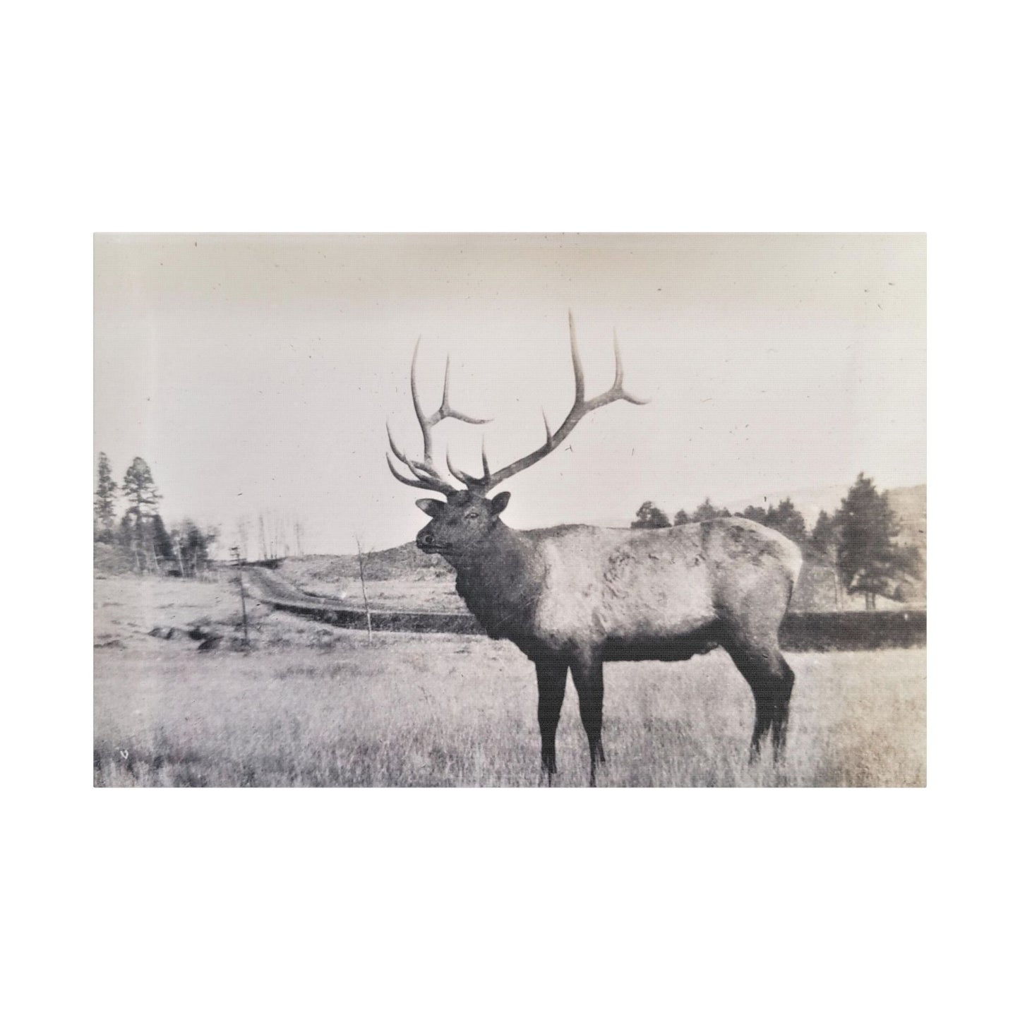 Yellowstone Bull Elk Satin Canvas Stretched