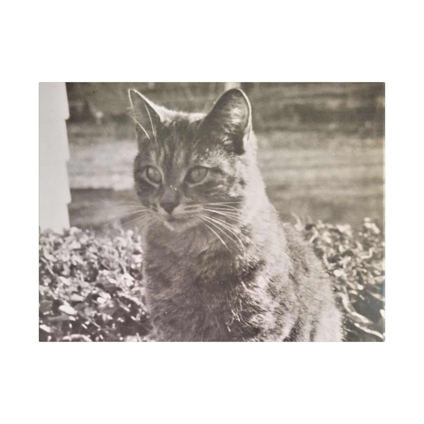 Caledonia Satin Canvas Stretched 24″ x 18″ (Horizontal) 1.5"