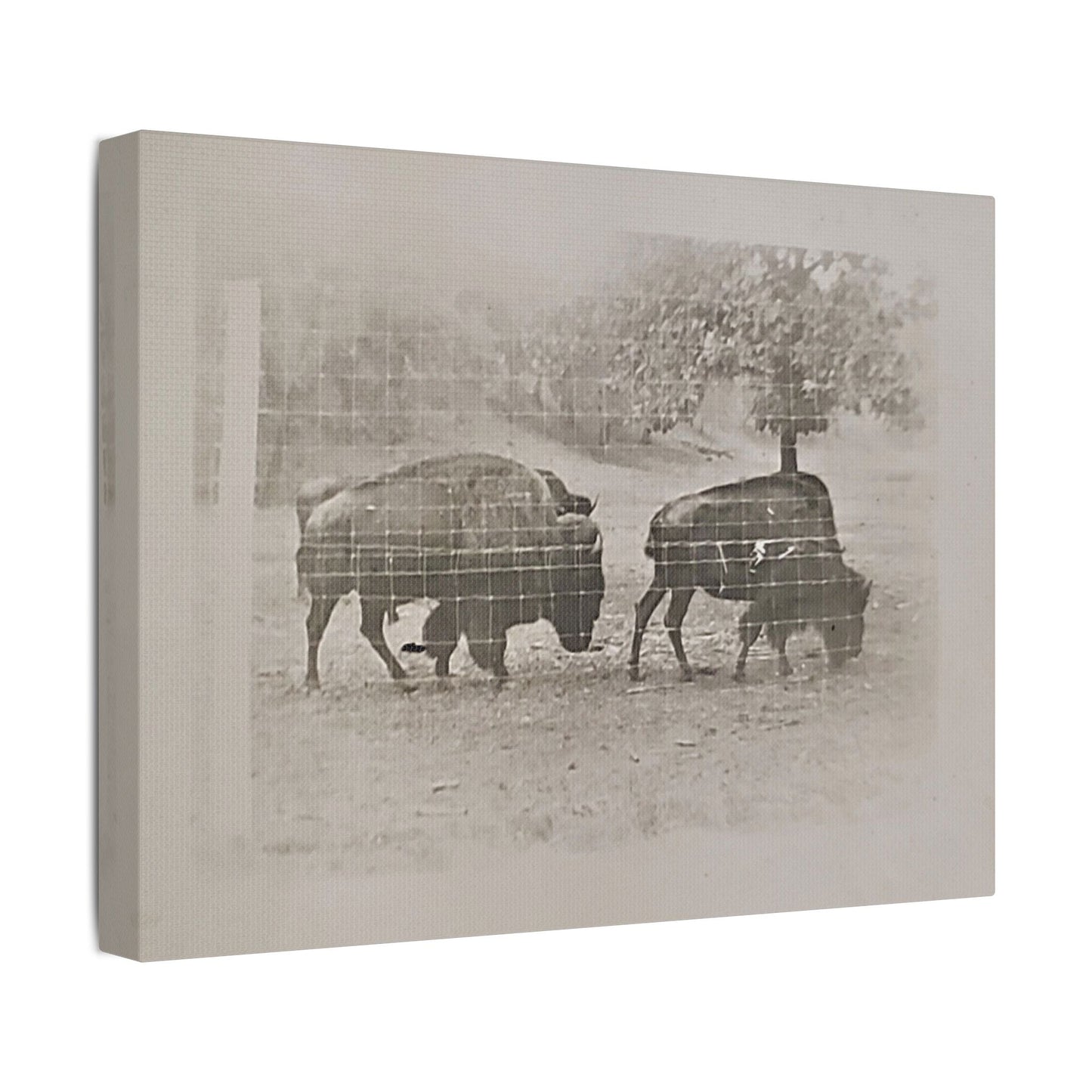 Buffalo at Redwood Falls Satin Canvas Stretched