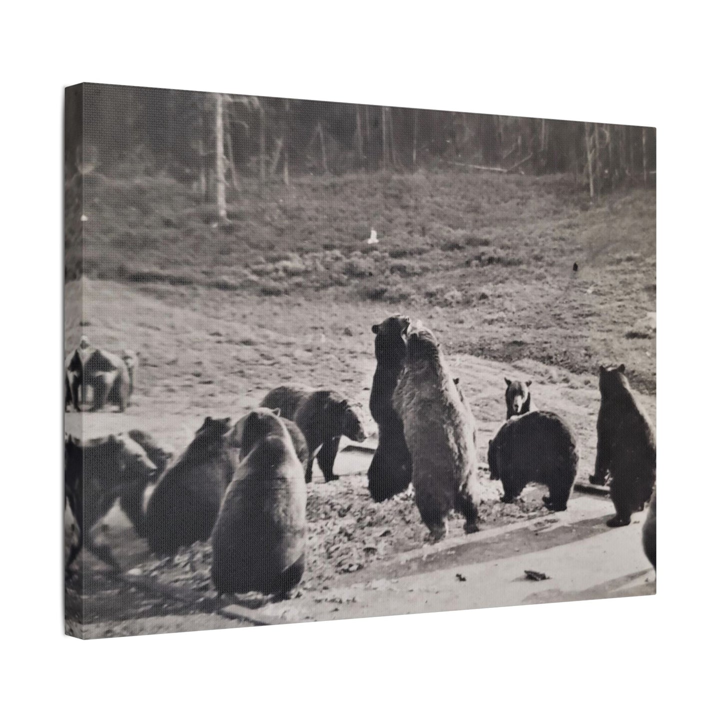 Yellowstone Grizzly Bears Satin Canvas Stretched