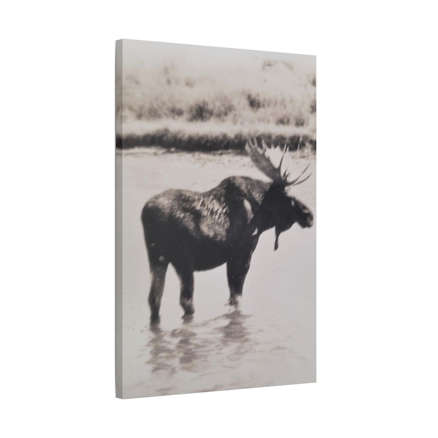Yellowstone Bull Moose Satin Canvas Stretched