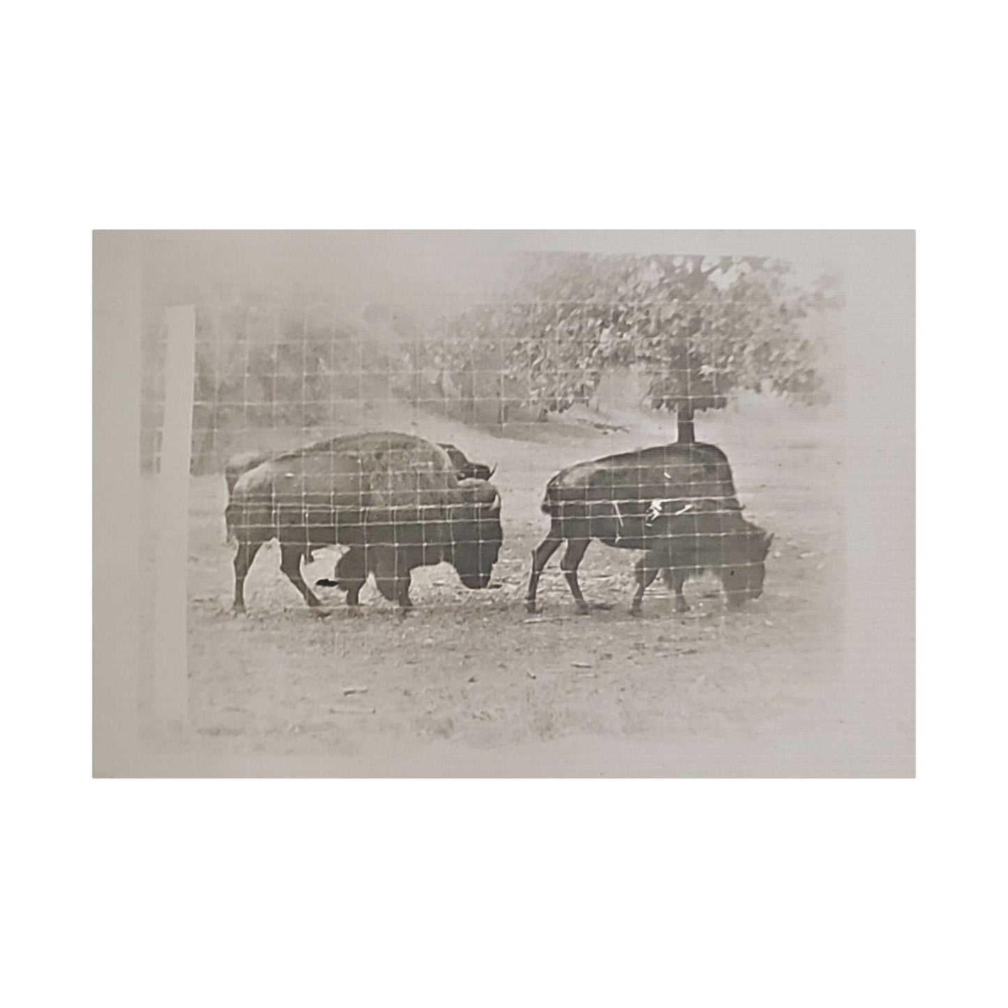 Buffalo at Redwood Falls Satin Canvas Stretched