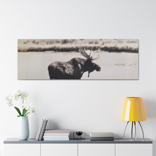 Yellowstone Bull Moose Canvas Gallery Wraps 60″ x 20″ 1.25"