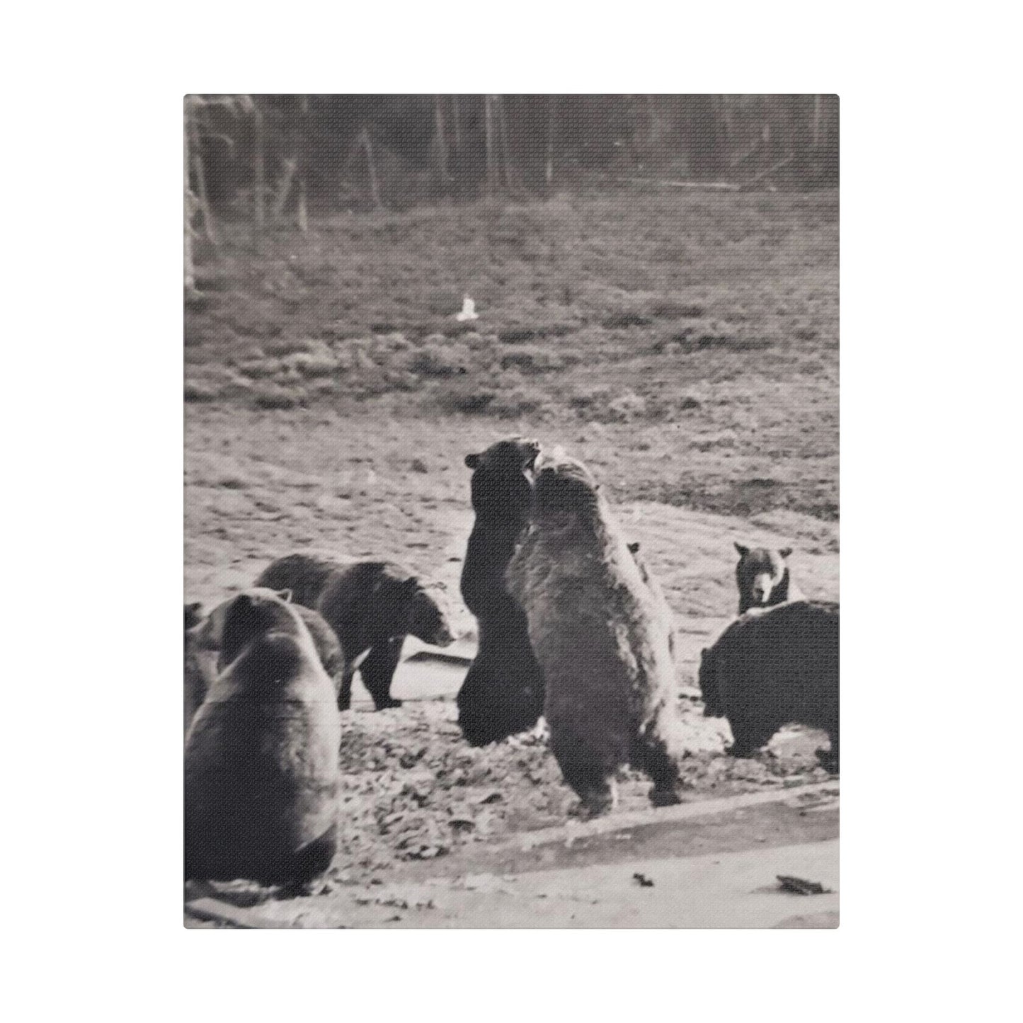 Yellowstone Grizzly Bears Satin Canvas Stretched