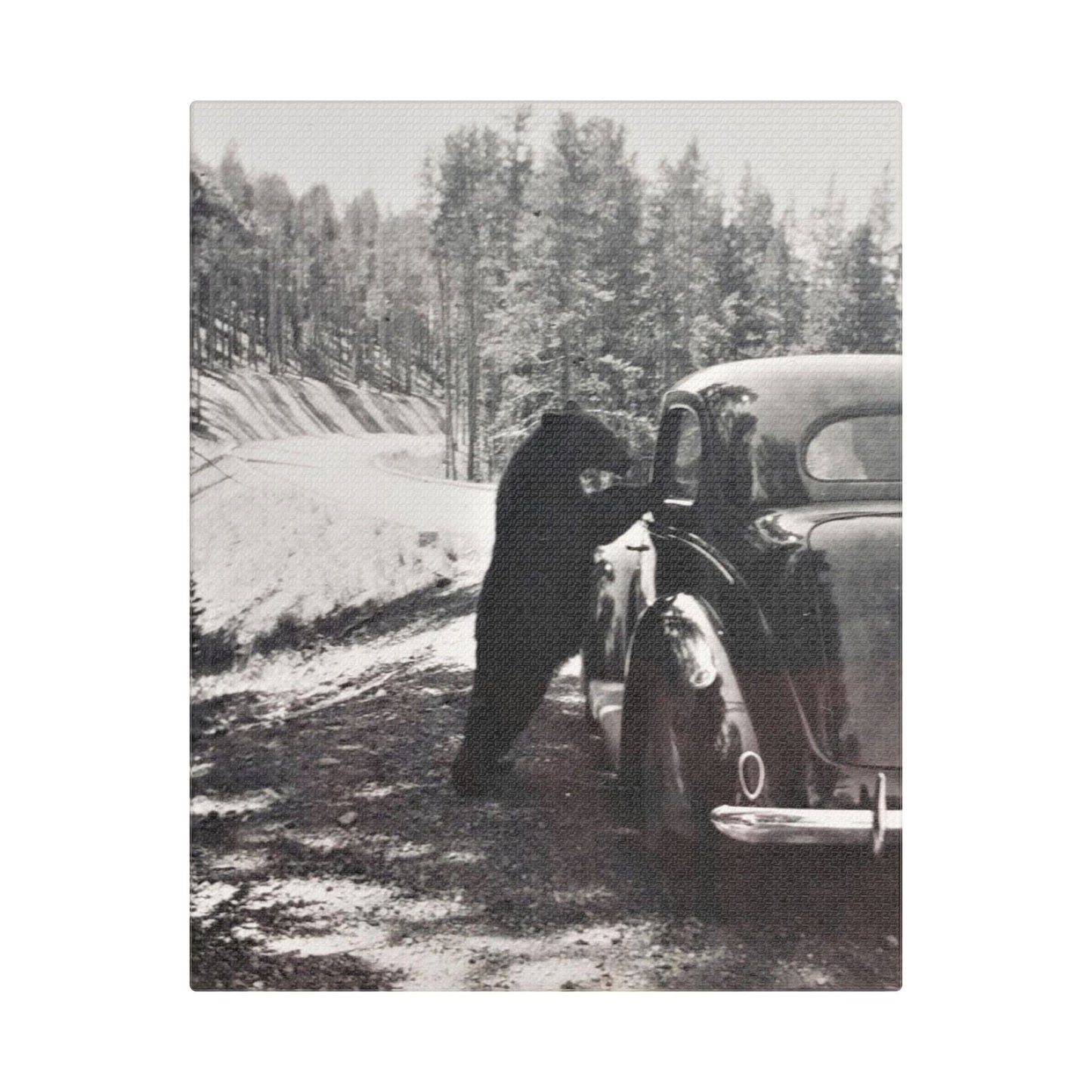 Yellowstone Bear Car Satin Canvas Stretched