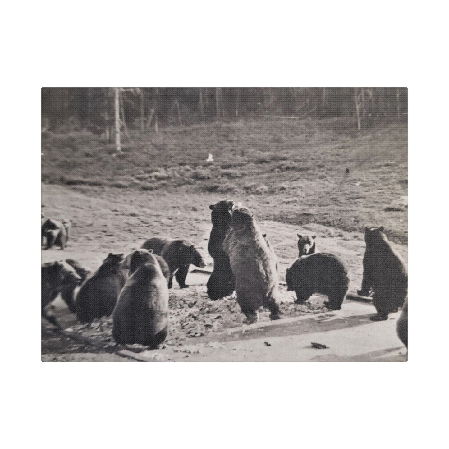 Yellowstone Grizzly Bears Satin Canvas Stretched