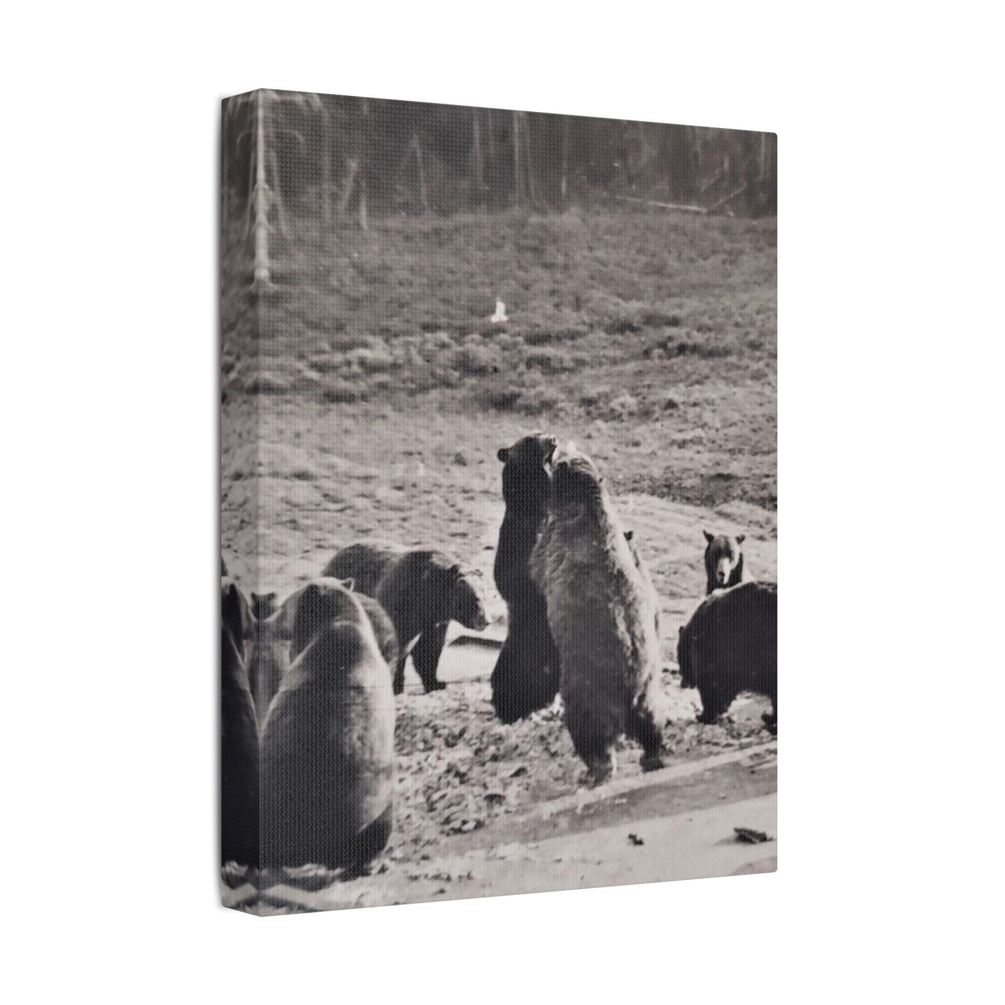 Yellowstone Grizzly Bears Satin Canvas Stretched