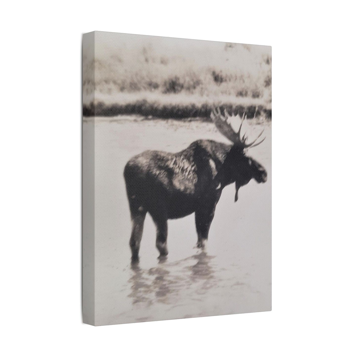 Yellowstone Bull Moose Satin Canvas Stretched