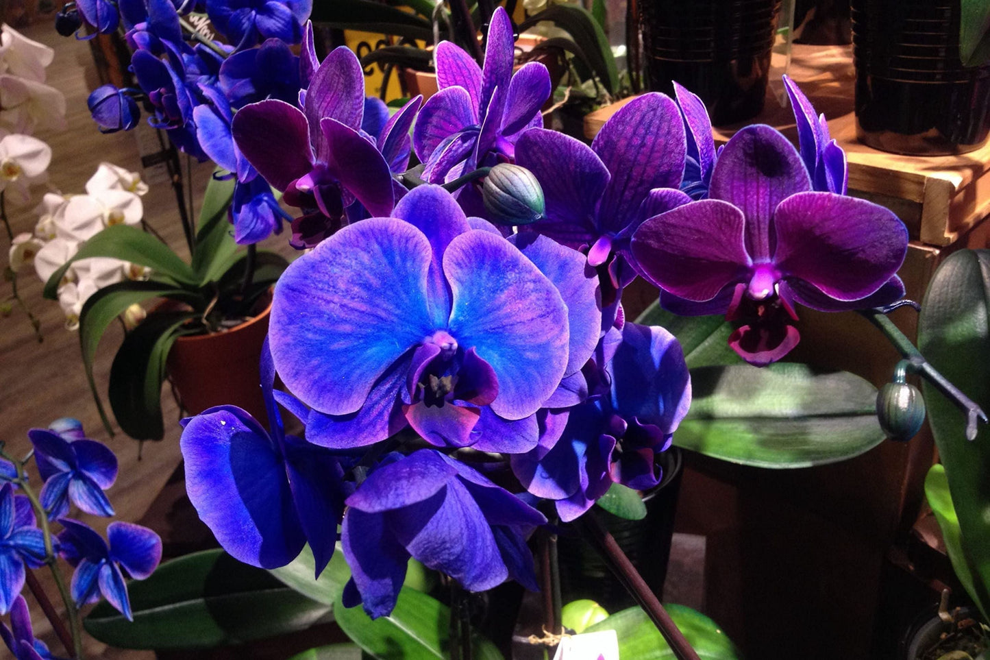Phalaenopsis Orchid Seeds - 50 Pcs - - garden flowers