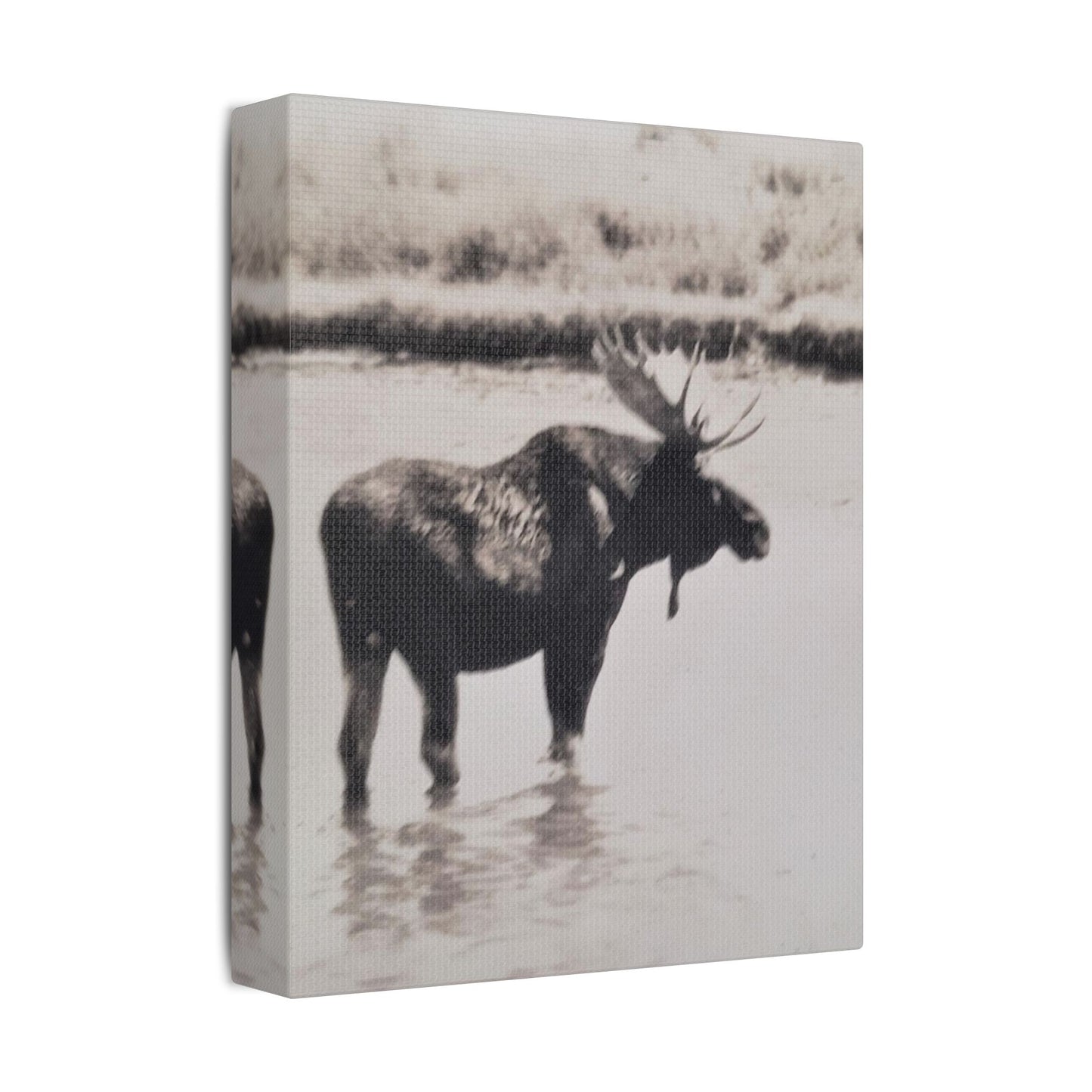 Yellowstone Bull Moose Satin Canvas Stretched