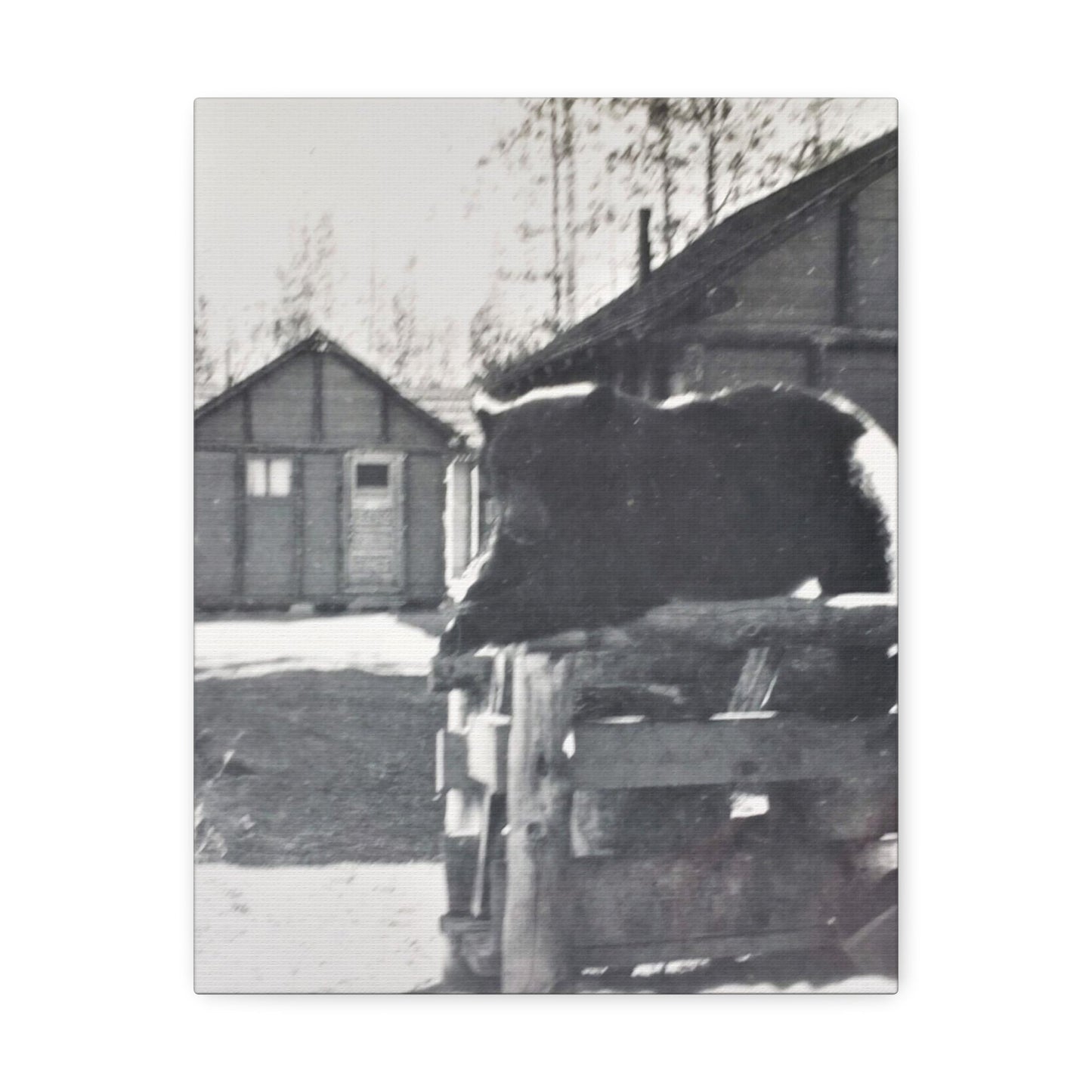 Yellowstone Bear Stretched Canvas