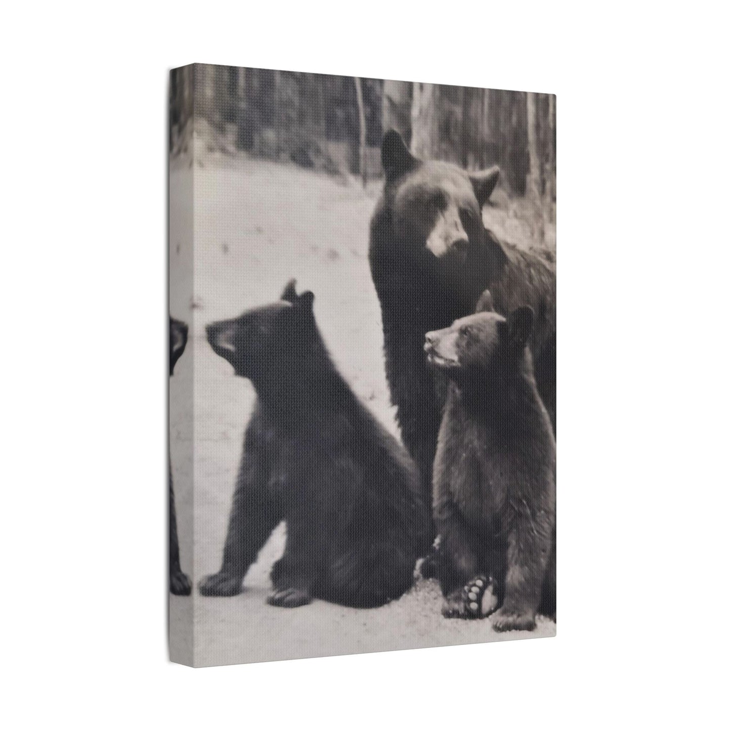 Yellowstone Black Bears Satin Canvas Stretched