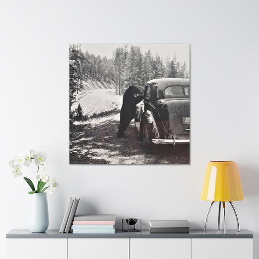 Yellowstone Bear Car Canvas Gallery Wraps 36″ x 36″ 1.25"