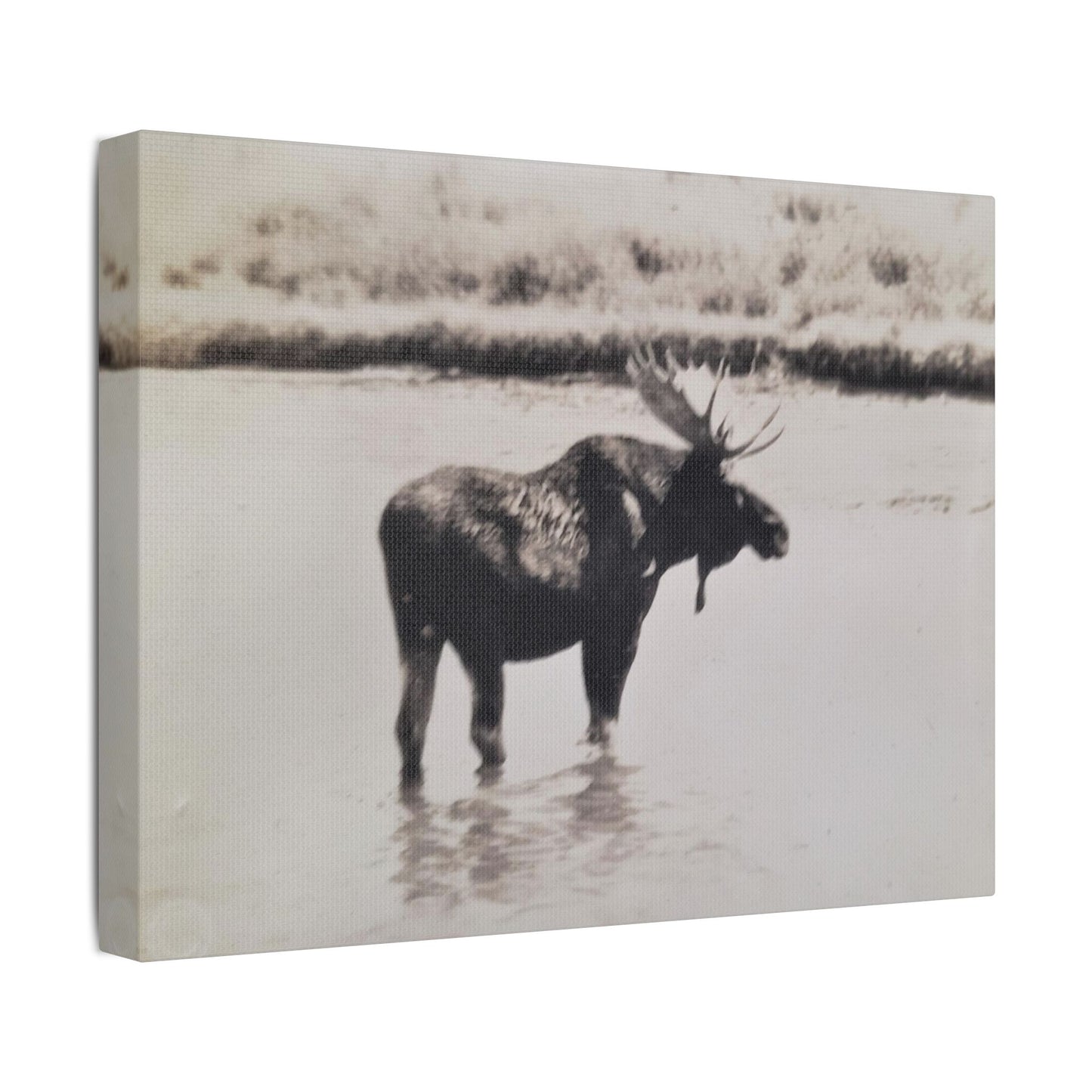 Yellowstone Bull Moose Satin Canvas Stretched