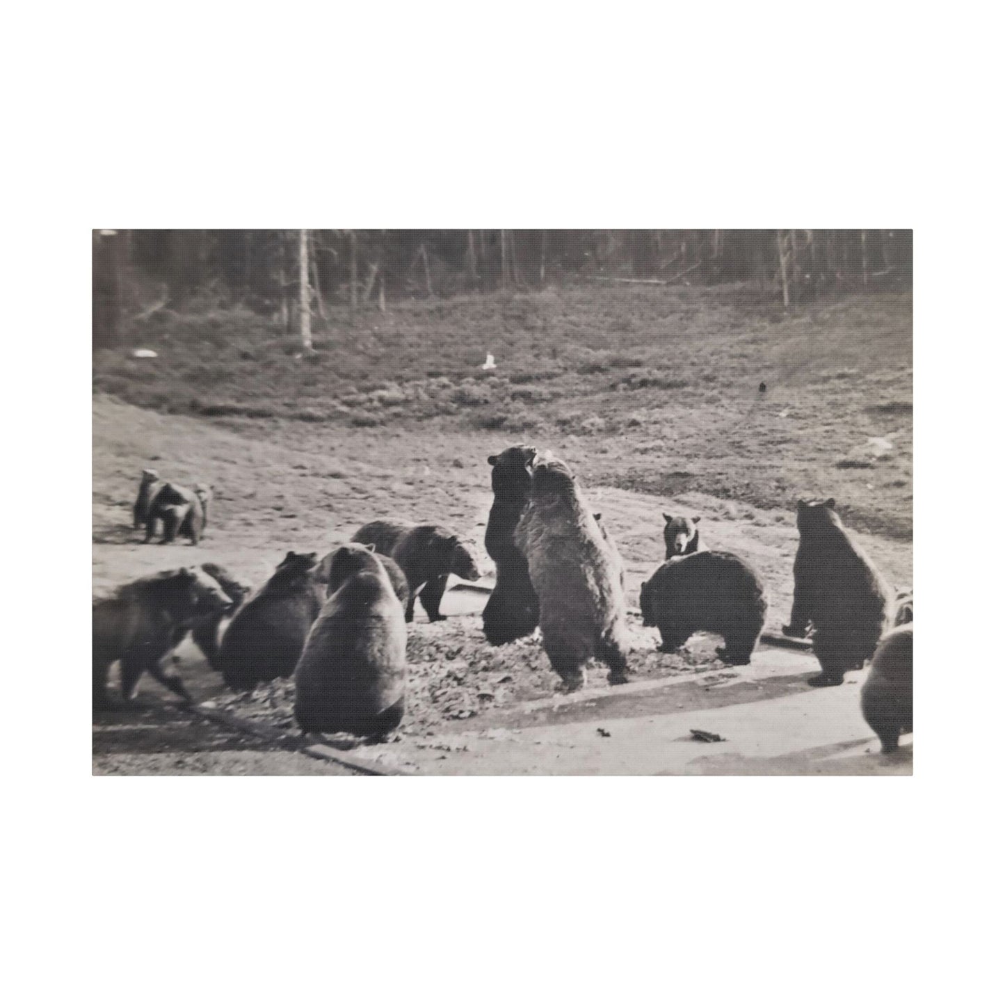 Yellowstone Grizzly Bears Satin Canvas Stretched