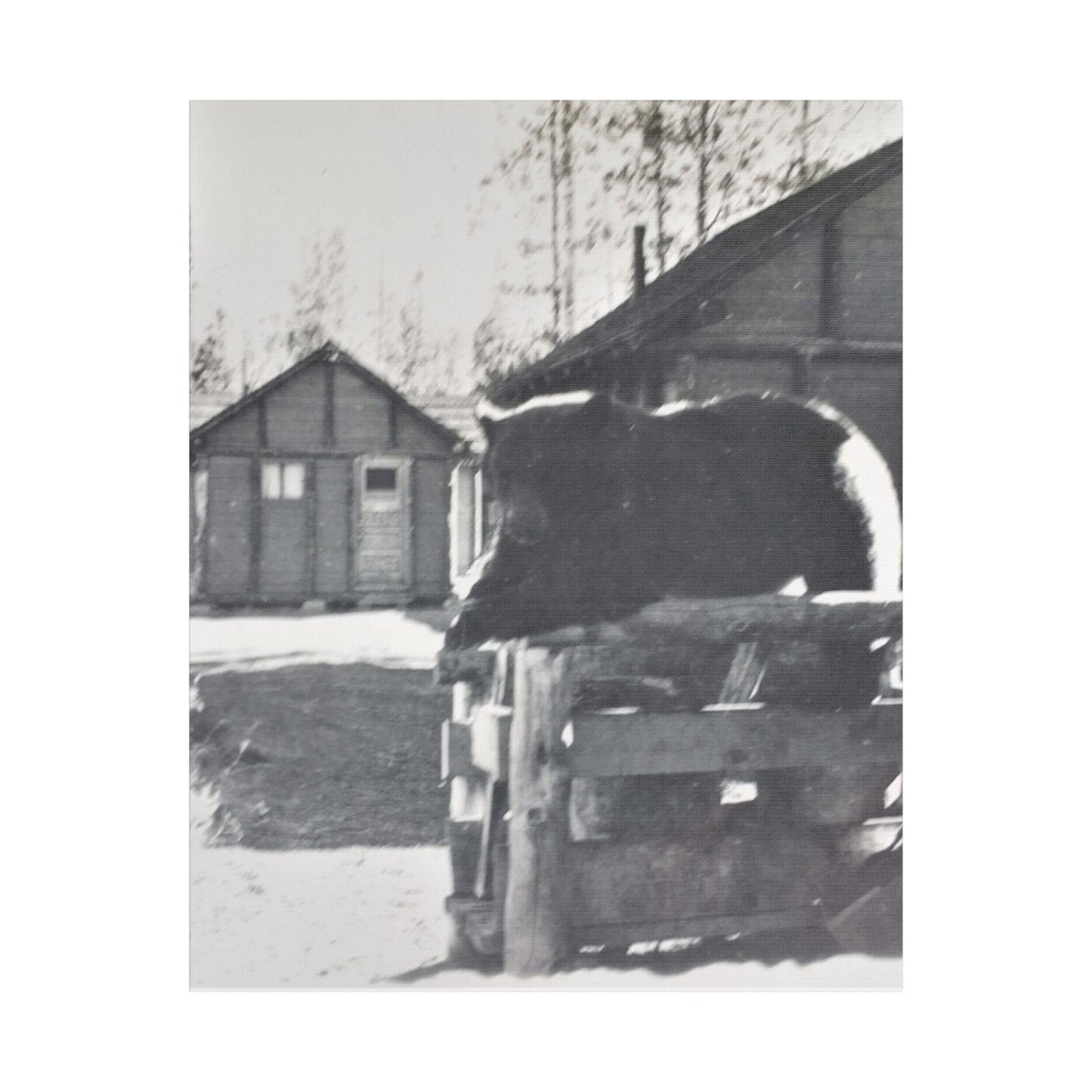 Yellowstone Bear Satin Canvas Stretched 24" x 30" (Vertical) 1.5"