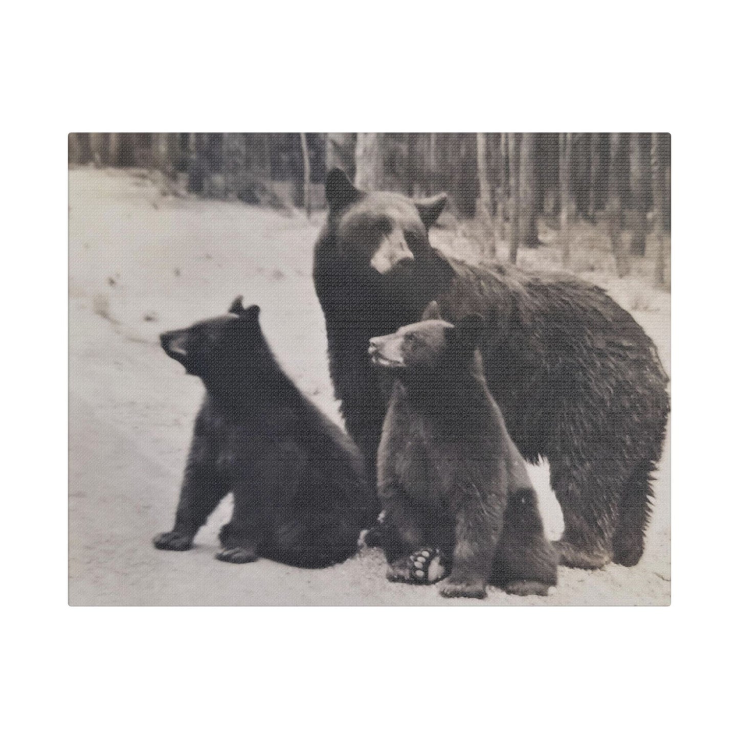 Yellowstone Black Bears Satin Canvas Stretched