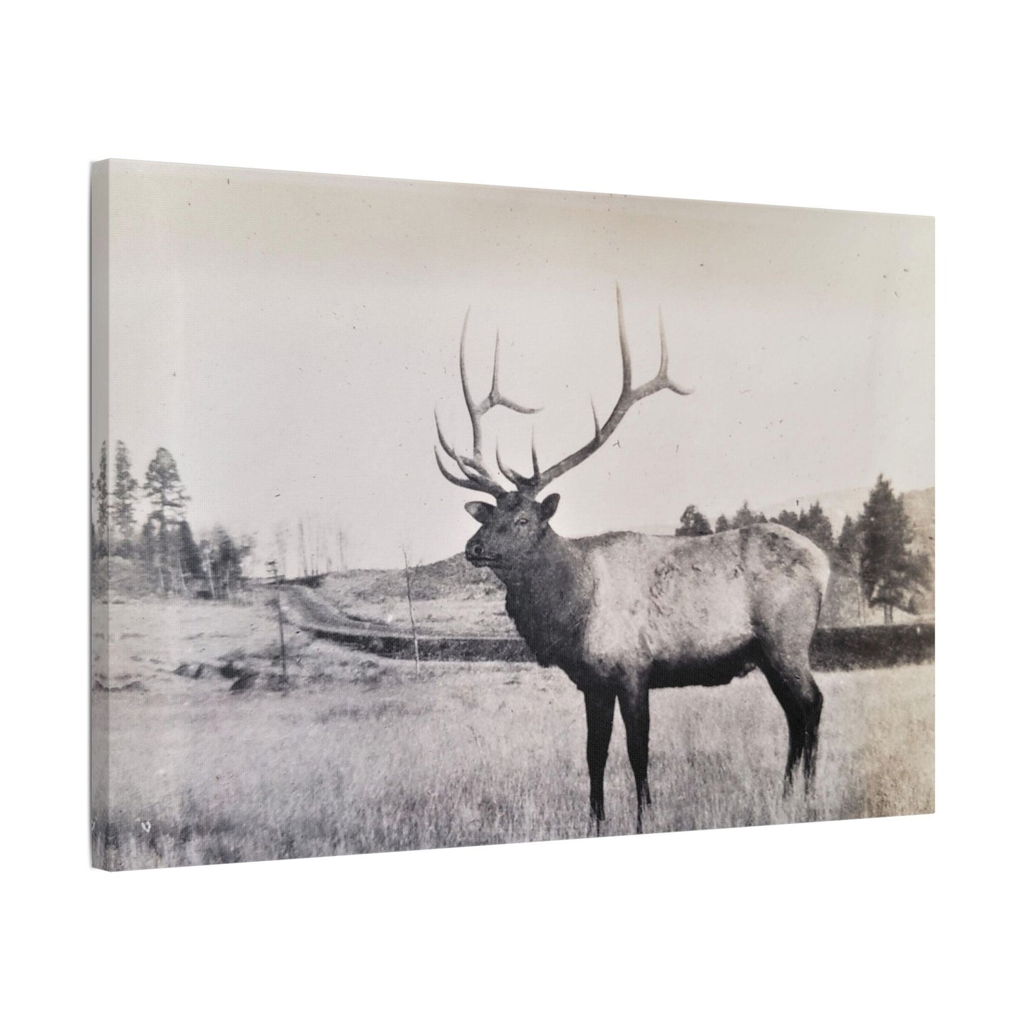 Yellowstone Bull Elk Satin Canvas Stretched