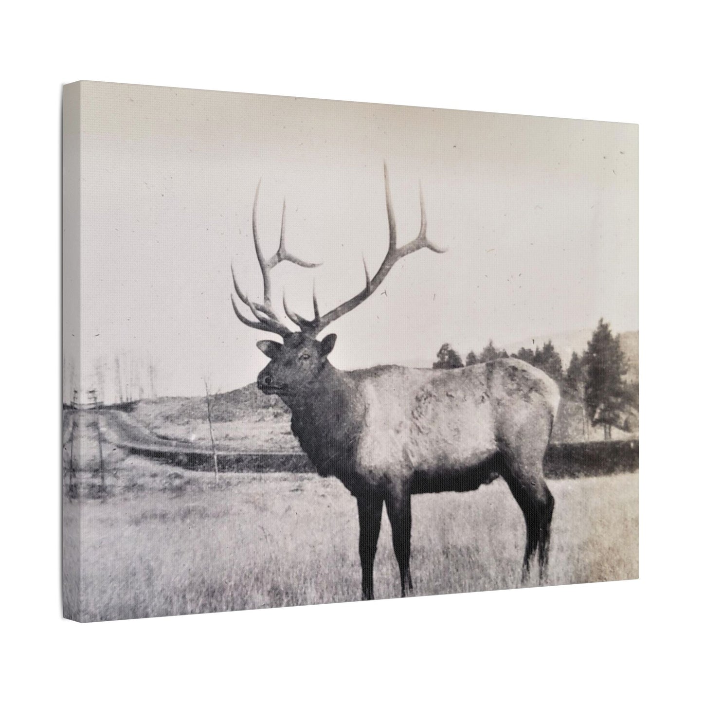 Yellowstone Bull Elk Satin Canvas Stretched