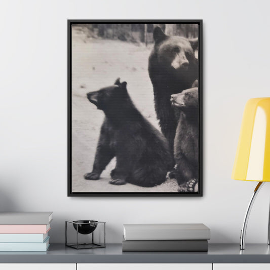 Yellowstone Back Bears Gallery Canvas Wraps Vertical Frame 18″ x 24″ 1.25" Black