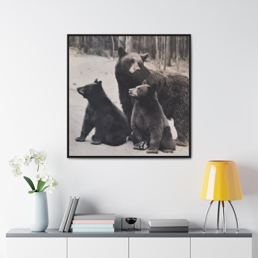 Yellowstone Black Bears Gallery Canvas Wraps Square Frame 36″ x 36″ Premium Gallery Wraps (1.25″) Black
