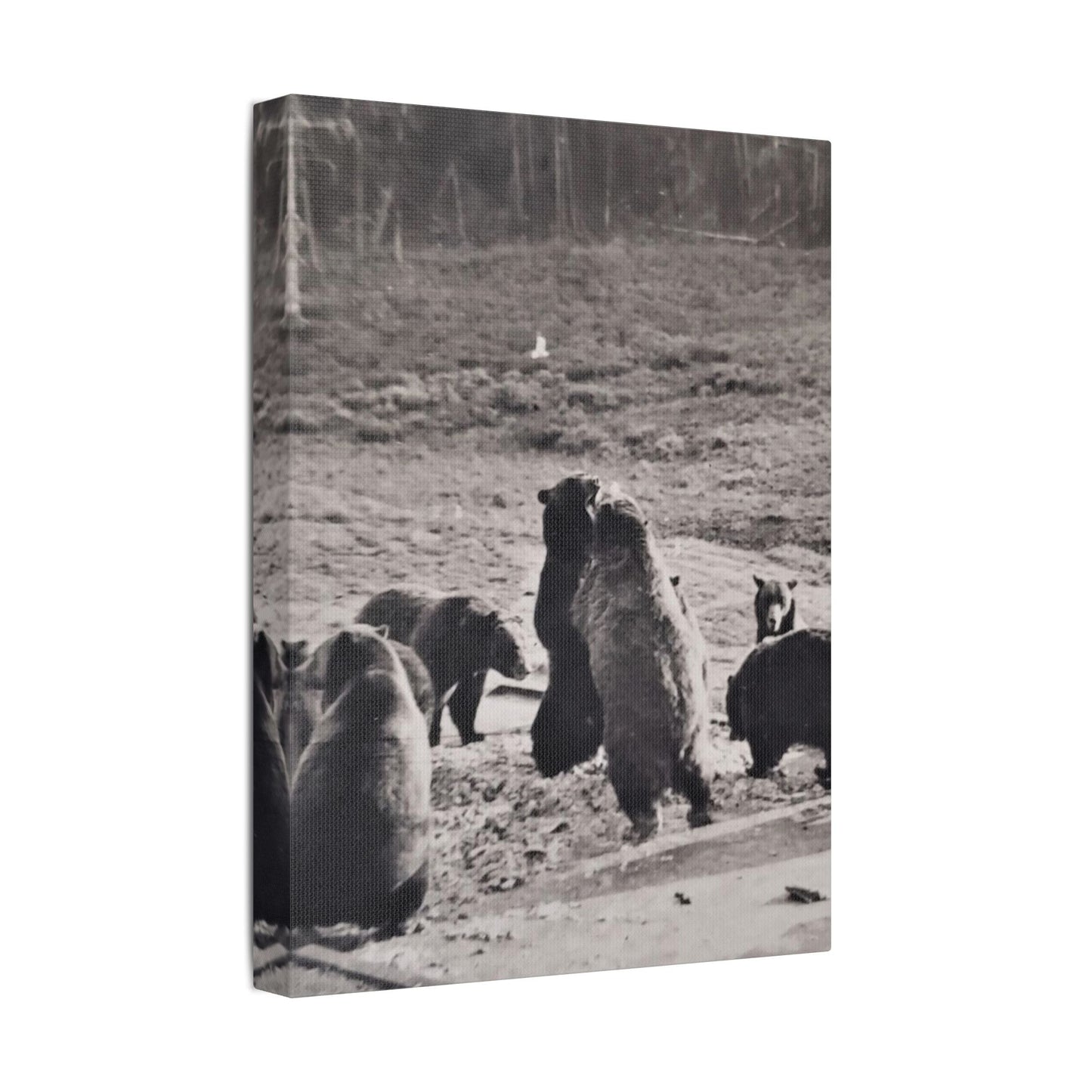 Yellowstone Grizzly Bears Satin Canvas Stretched