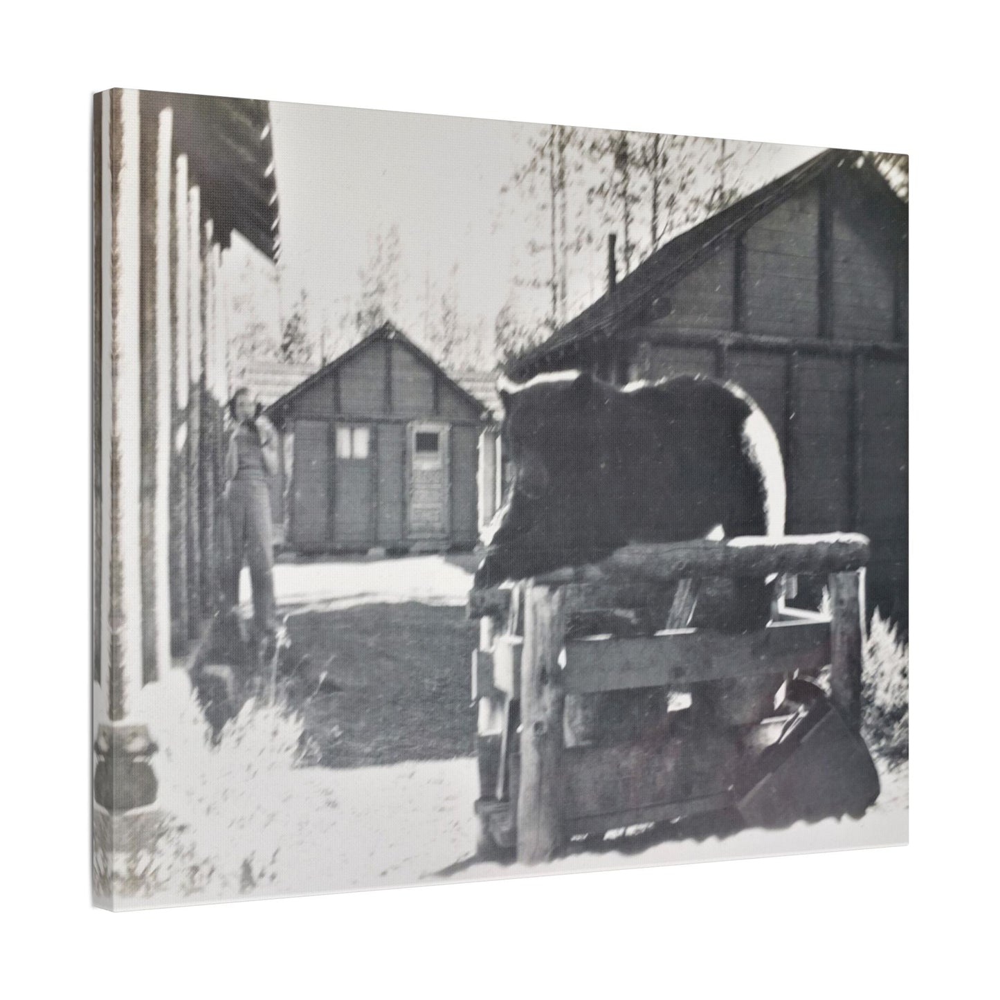 Yellowstone Bear Satin Canvas Stretched