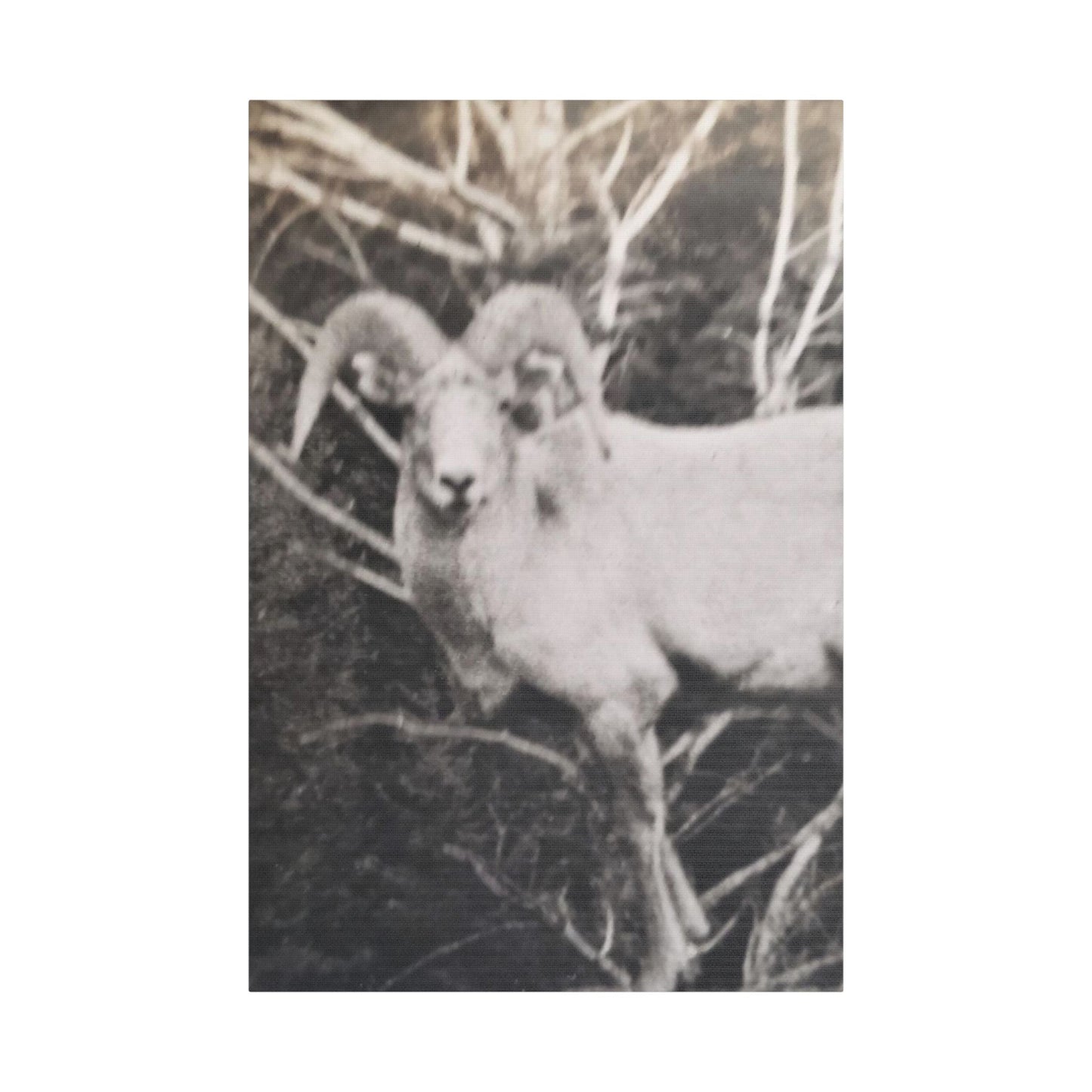Yellowstone Big Horn Sheep Satin Canvas Stretched