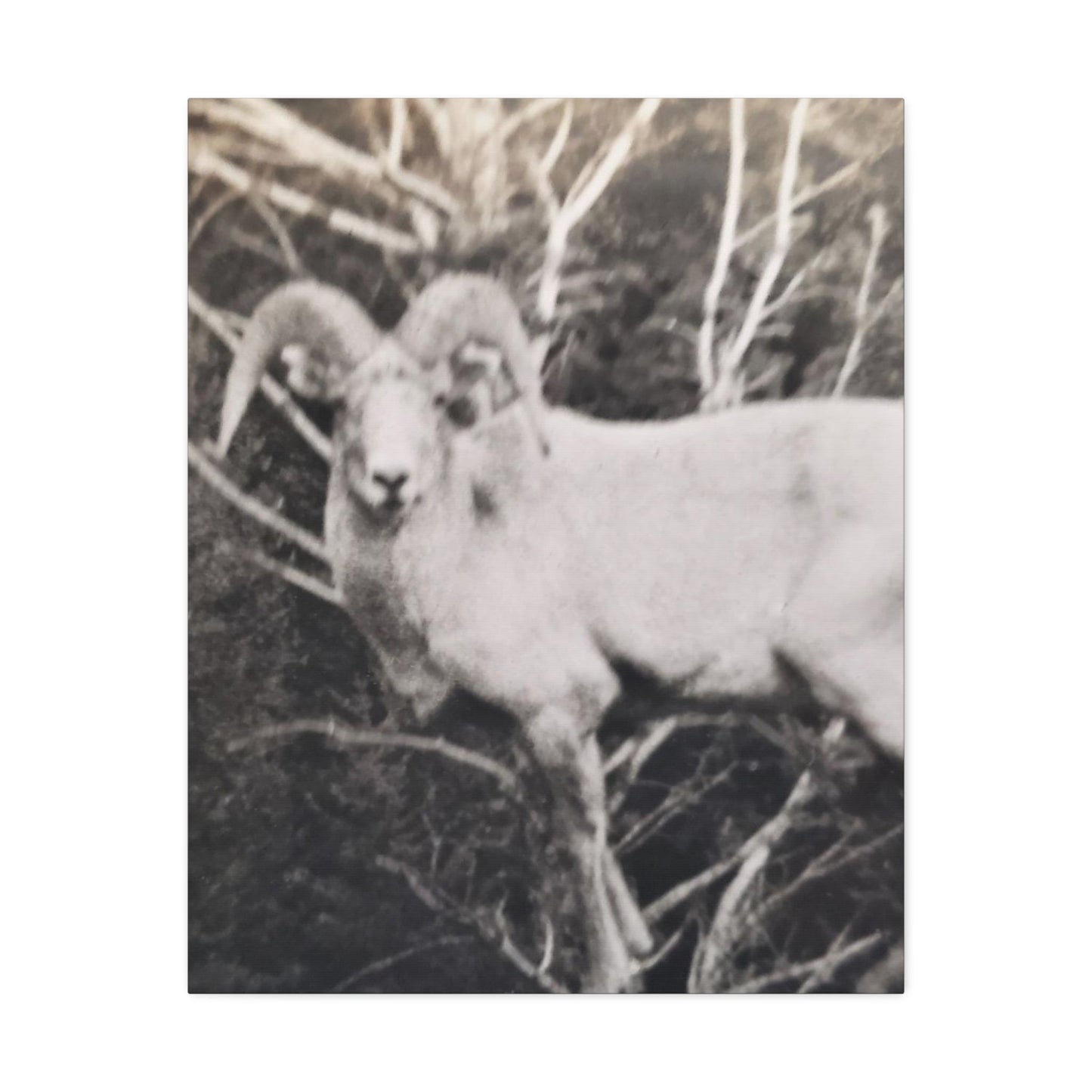 Yellowstone Big Horn Sheep Stretched Canvas