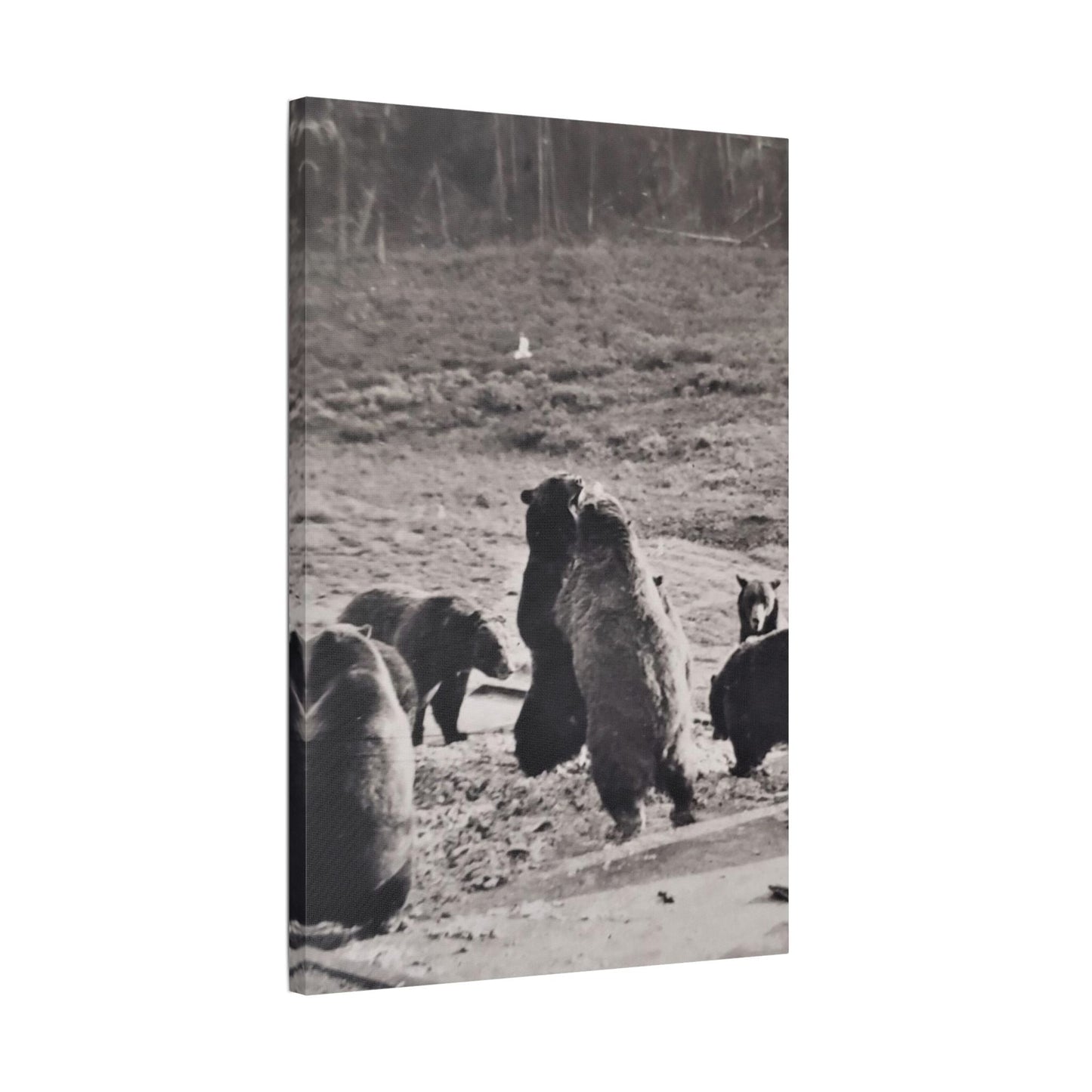 Yellowstone Grizzly Bears Satin Canvas Stretched