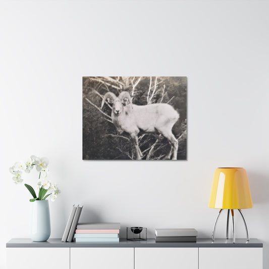 Yellowstone Big Horn Sheep Stretched Canvas 1.5" 30″ x 24″