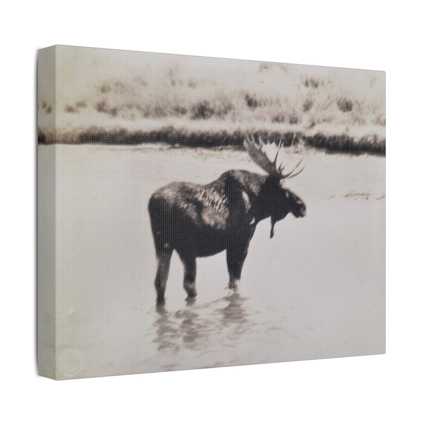 Yellowstone Bull Moose Satin Canvas Stretched