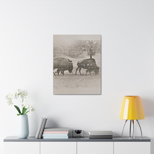 Buffalo at Redwood Falls Stretched Canvas 1.5" 24″ x 30″