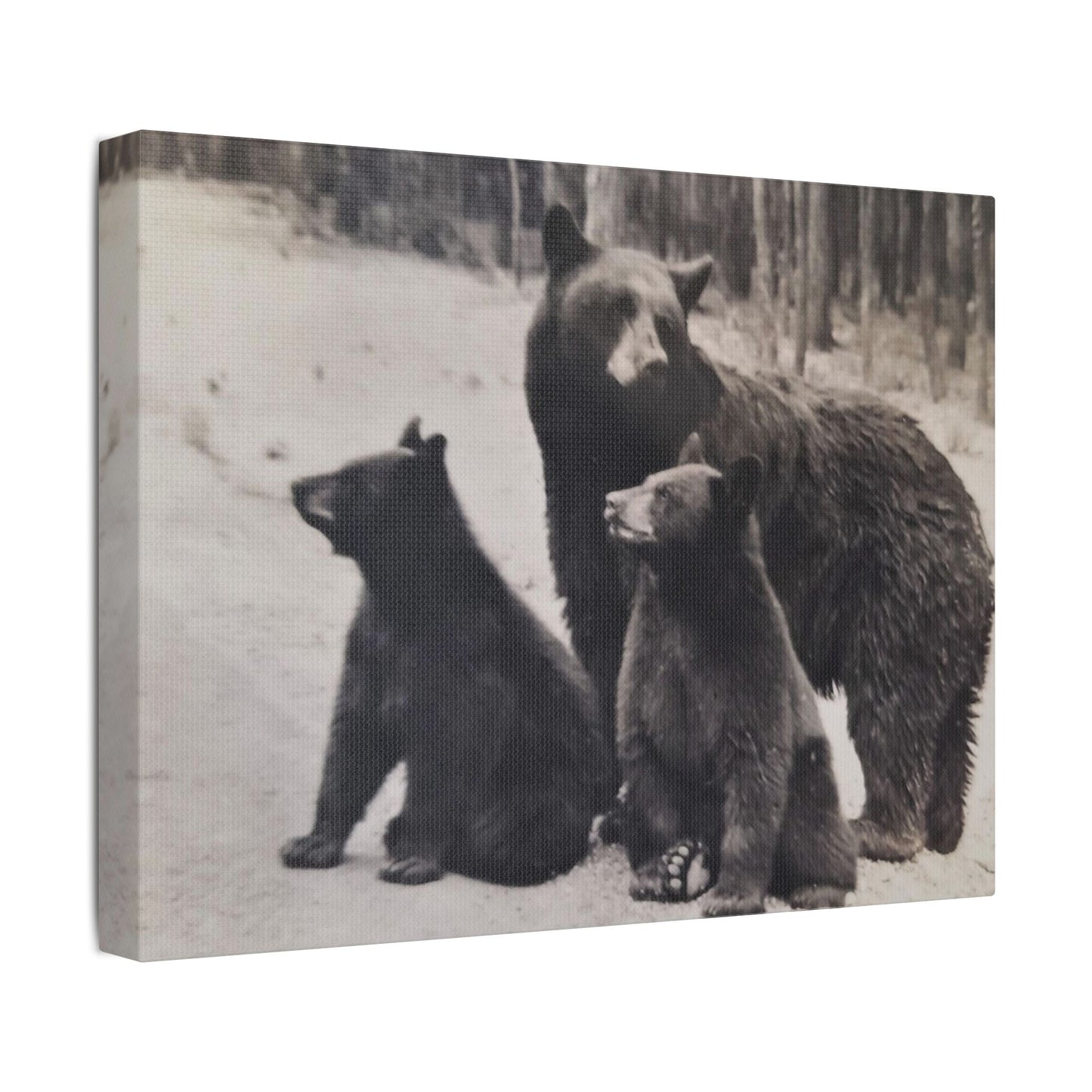 Yellowstone Black Bears Satin Canvas Stretched
