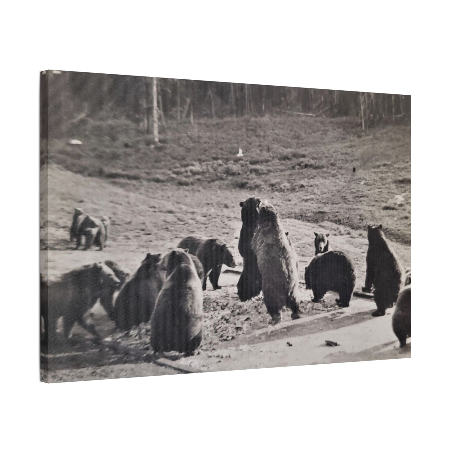 Yellowstone Grizzly Bears Satin Canvas Stretched