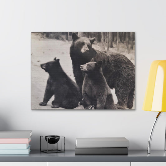 Yellowstone Black Bears Canvas Gallery Wraps 24″ x 18″ 1.25"